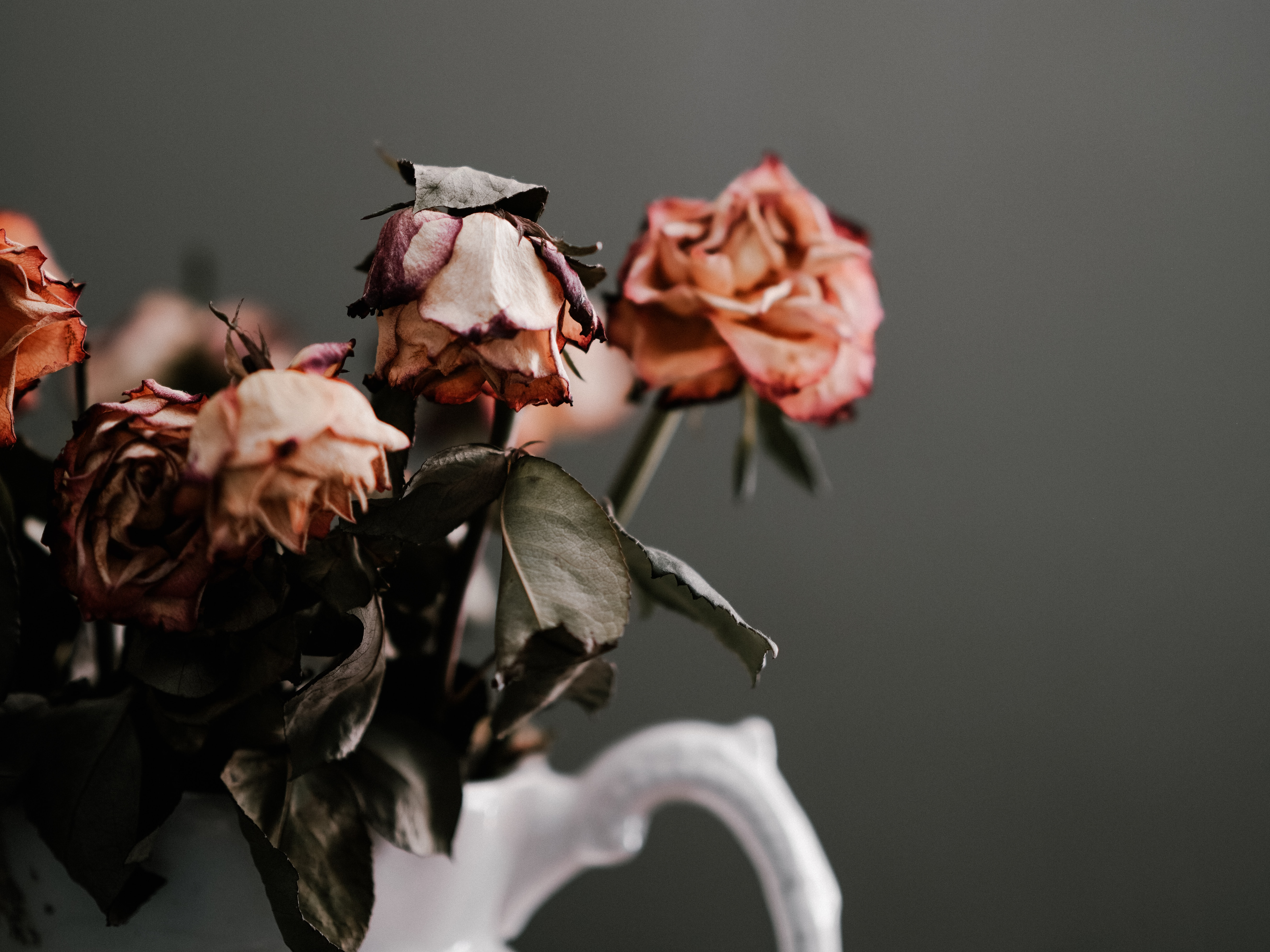 Roses in a vase; image credit: Annie Spratt via Unsplash